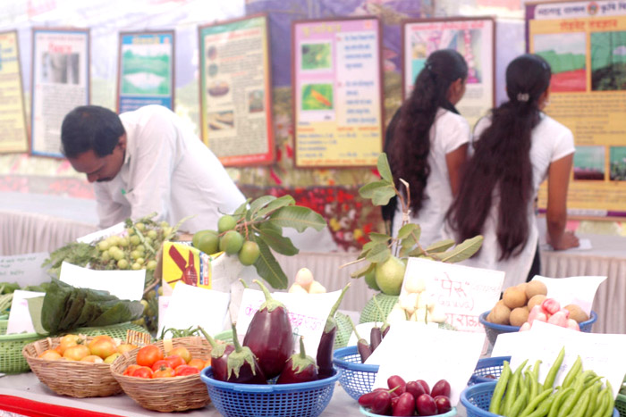 Chikoo Festival Bordi